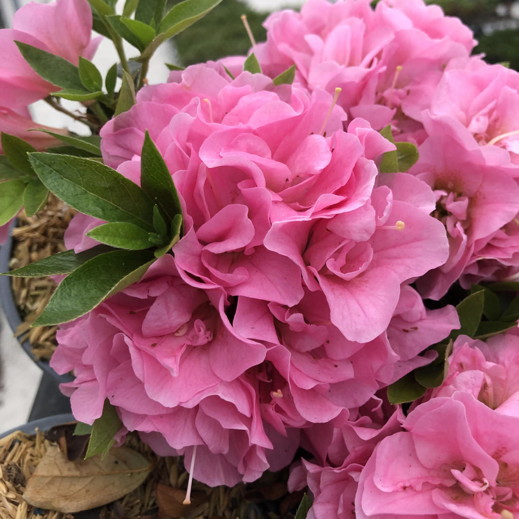 RHODODENDRON PERFECTO MUNDO DOUBLE PINK REBLOOMING AZALEA