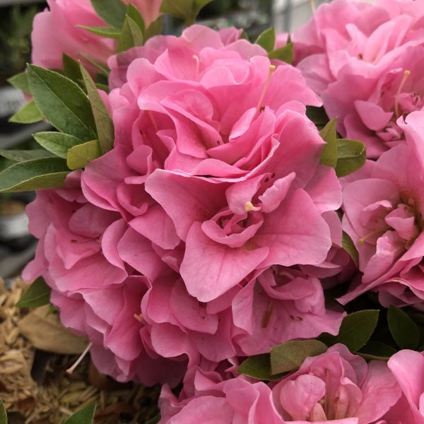 RHODODENDRON PERFECTO MUNDO DOUBLE PINK REBLOOMING AZALEA