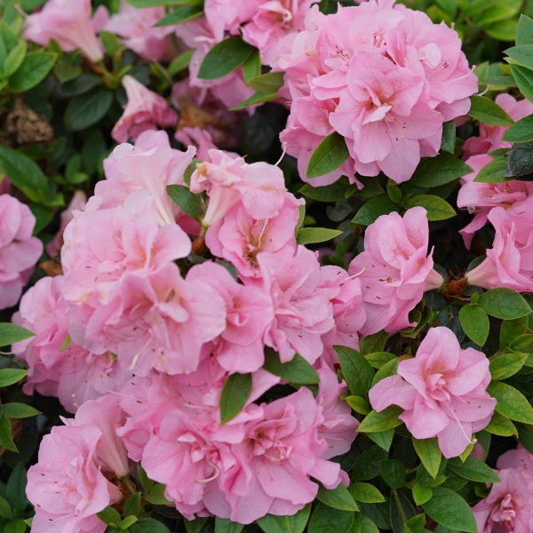 RHODODENDRON PERFECTO MUNDO DOUBLE PINK REBLOOMING AZALEA