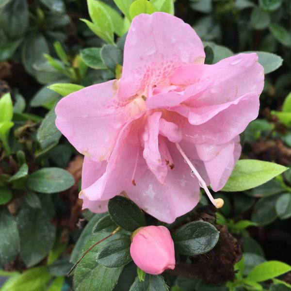 RHODODENDRON PERFECTO MUNDO DOUBLE PINK REBLOOMING AZALEA