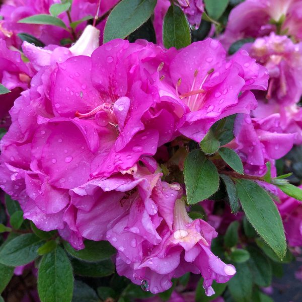 RHODODENDRON PERFECTO MUNDO DOUBLE PURPLE REBLOOMING AZALEA