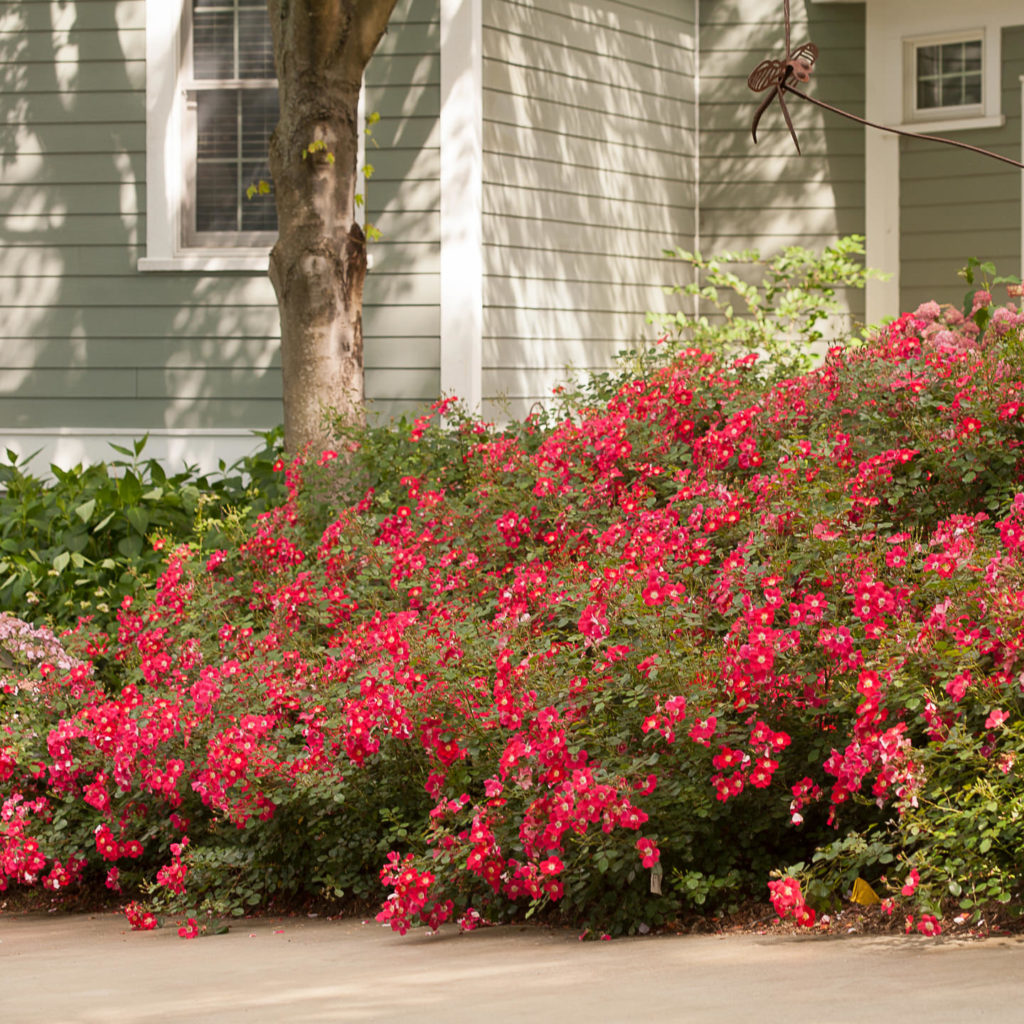 ROSA OSO EASY CHERRY PIE ROSE LANDSCAPE