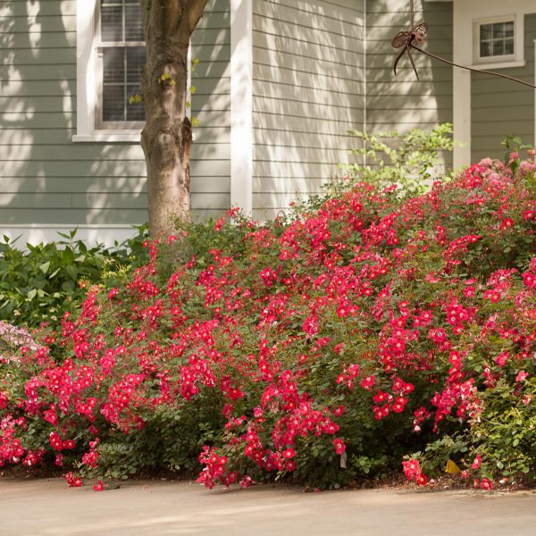 ROSA OSO EASY CHERRY PIE ROSE LANDSCAPE