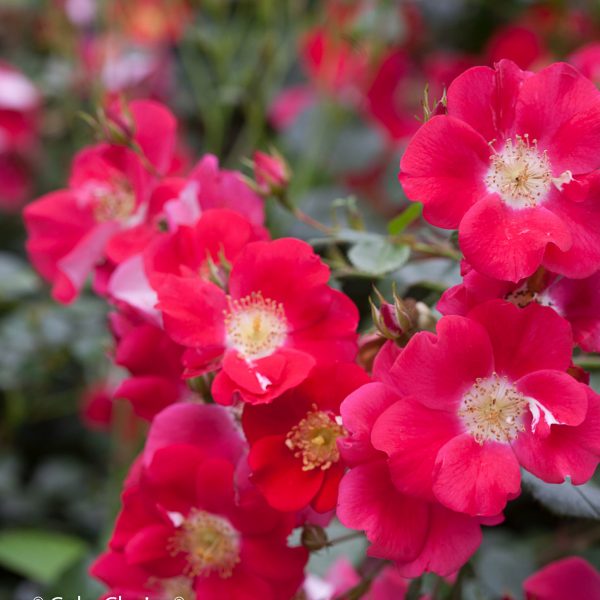 ROSA OSO EASY CHERRY PIE ROSE LANDSCAPE