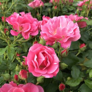 ROSA OSO EASY DOUBLE PINK ROSE LANDSCAPE