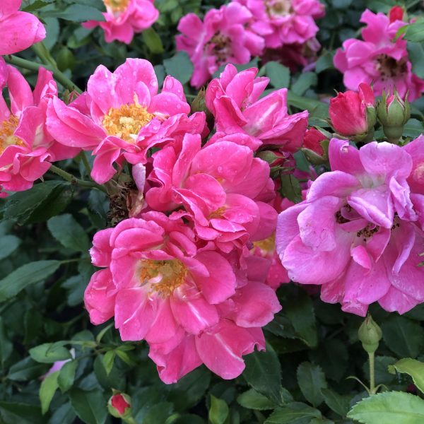 ROSA OSO EASY DOUBLE PINK ROSE LANDSCAPE