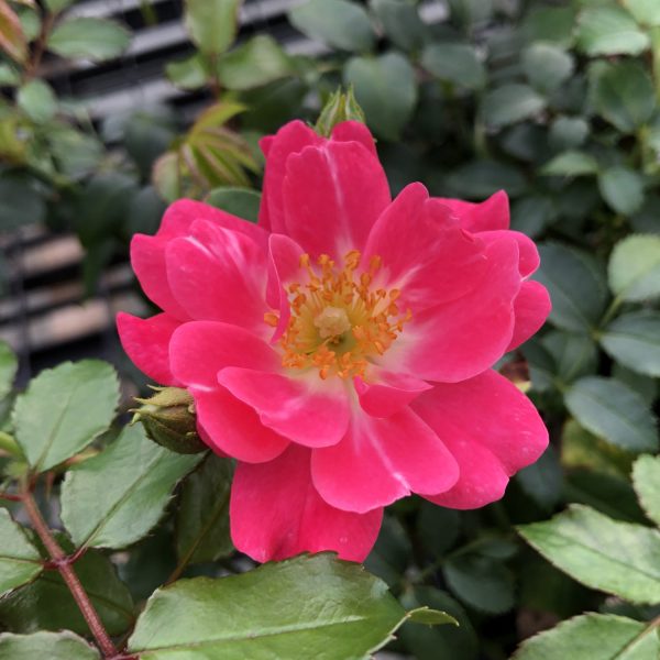 ROSA OSO EASY DOUBLE PINK ROSE LANDSCAPE