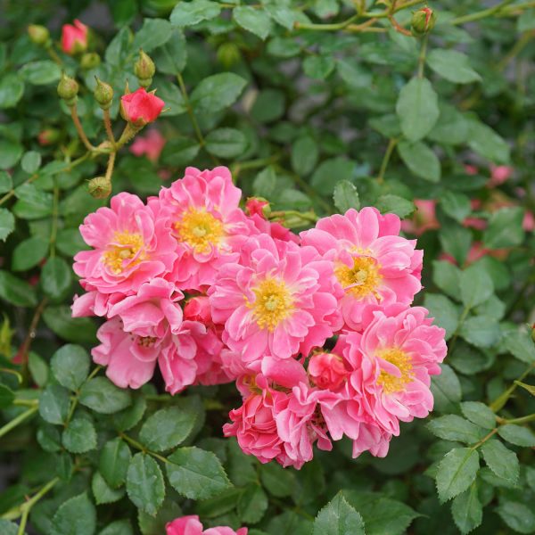 ROSA OSO EASY DOUBLE PINK ROSE LANDSCAPE