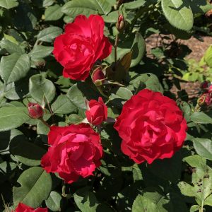 ROSA OSO EASY DOUBLE RED ROSE LANDSCAPE