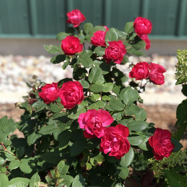 ROSA OSO EASY DOUBLE RED ROSE LANDSCAPE