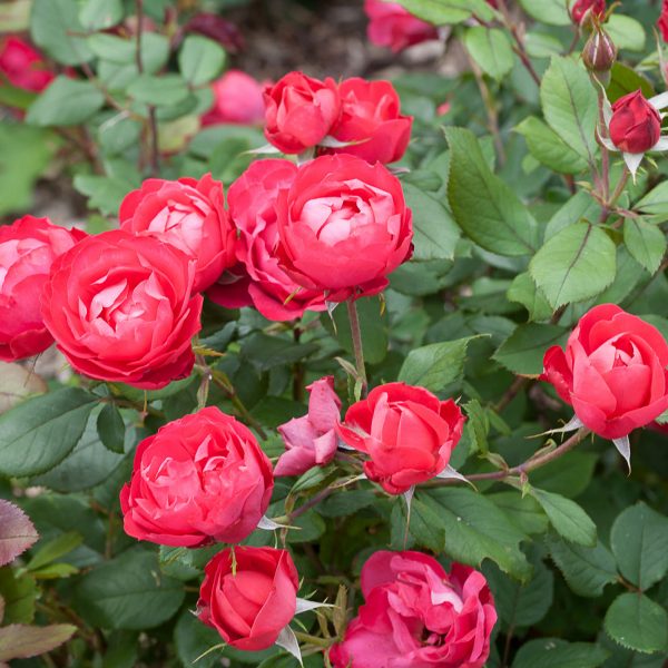 ROSA OSO EASY DOUBLE RED ROSE LANDSCAPE