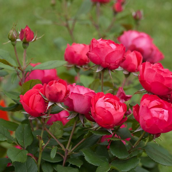 ROSA OSO EASY DOUBLE RED ROSE LANDSCAPE