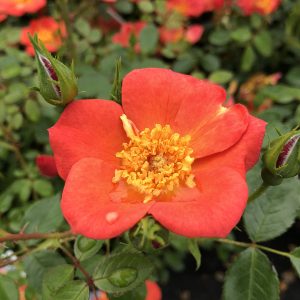 ROSA OSO EASY HOT PAPRIKA ROSE LANDSCAPE