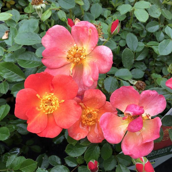 ROSA OSO EASY HOT PAPRIKA ROSE LANDSCAPE