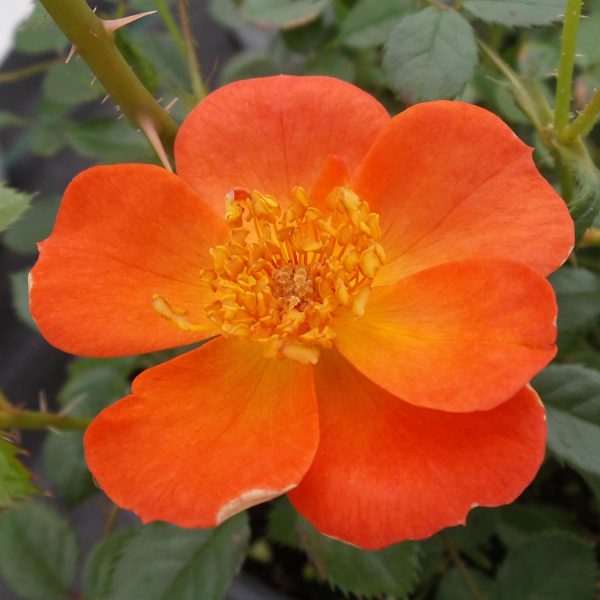 ROSA OSO EASY HOT PAPRIKA ROSE LANDSCAPE