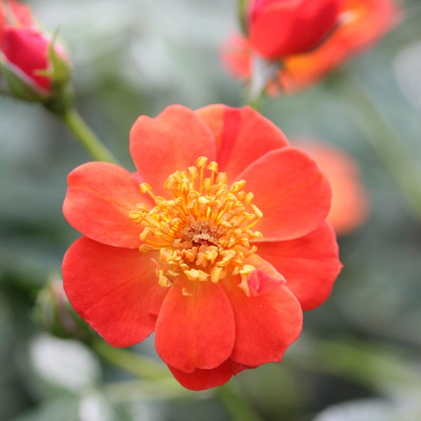 ROSA OSO EASY HOT PAPRIKA ROSE LANDSCAPE