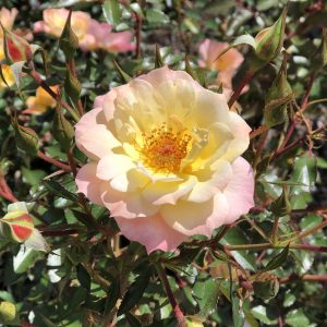 ROSA OSO EASY ITALIAN ICE ROSE LANDSCAPE