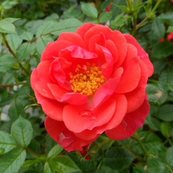 ROSA OSO EASY MANGO SALSA ROSE LANDSCAPE