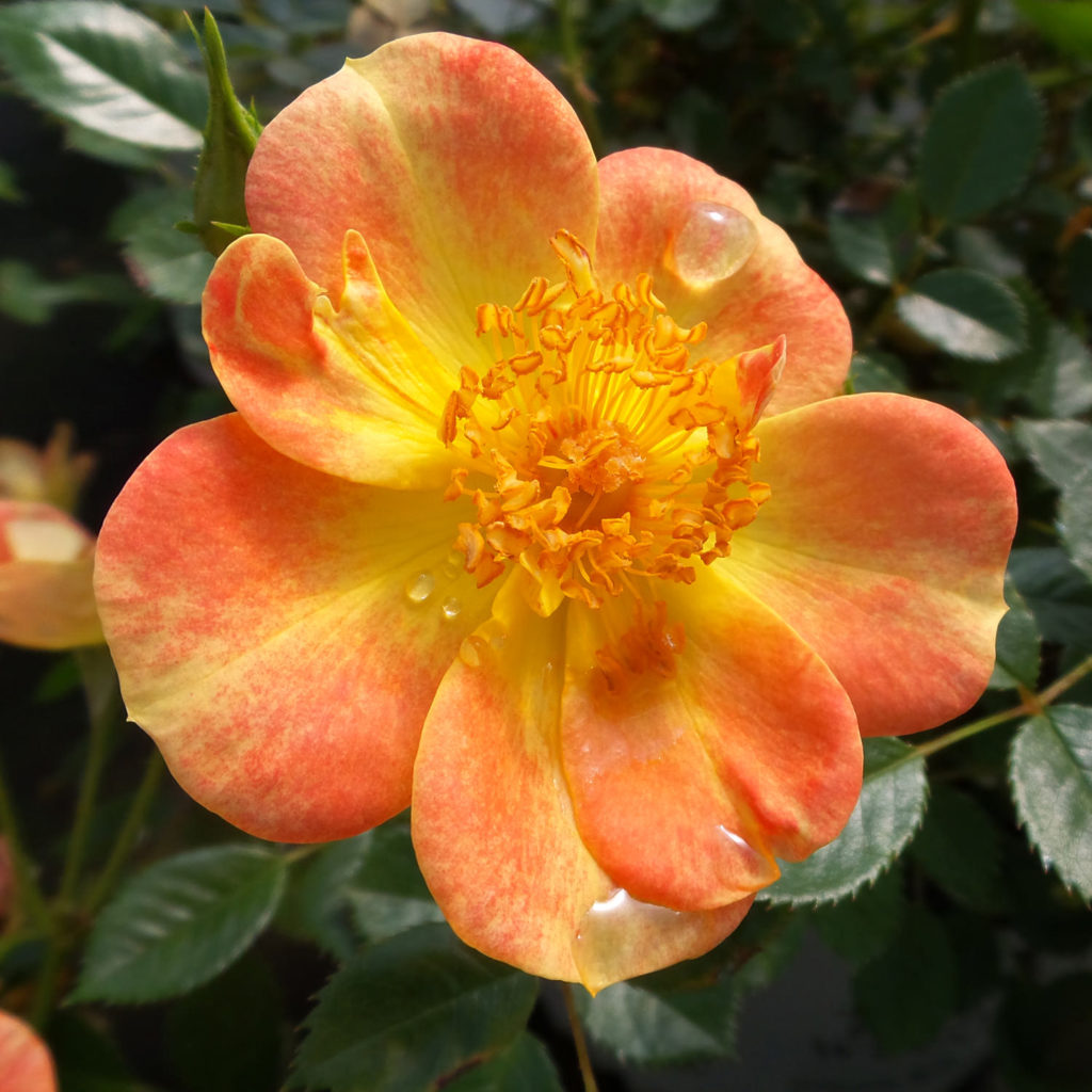 ROSA OSO EASY PAPRIKA ROSE LANDSCAPE