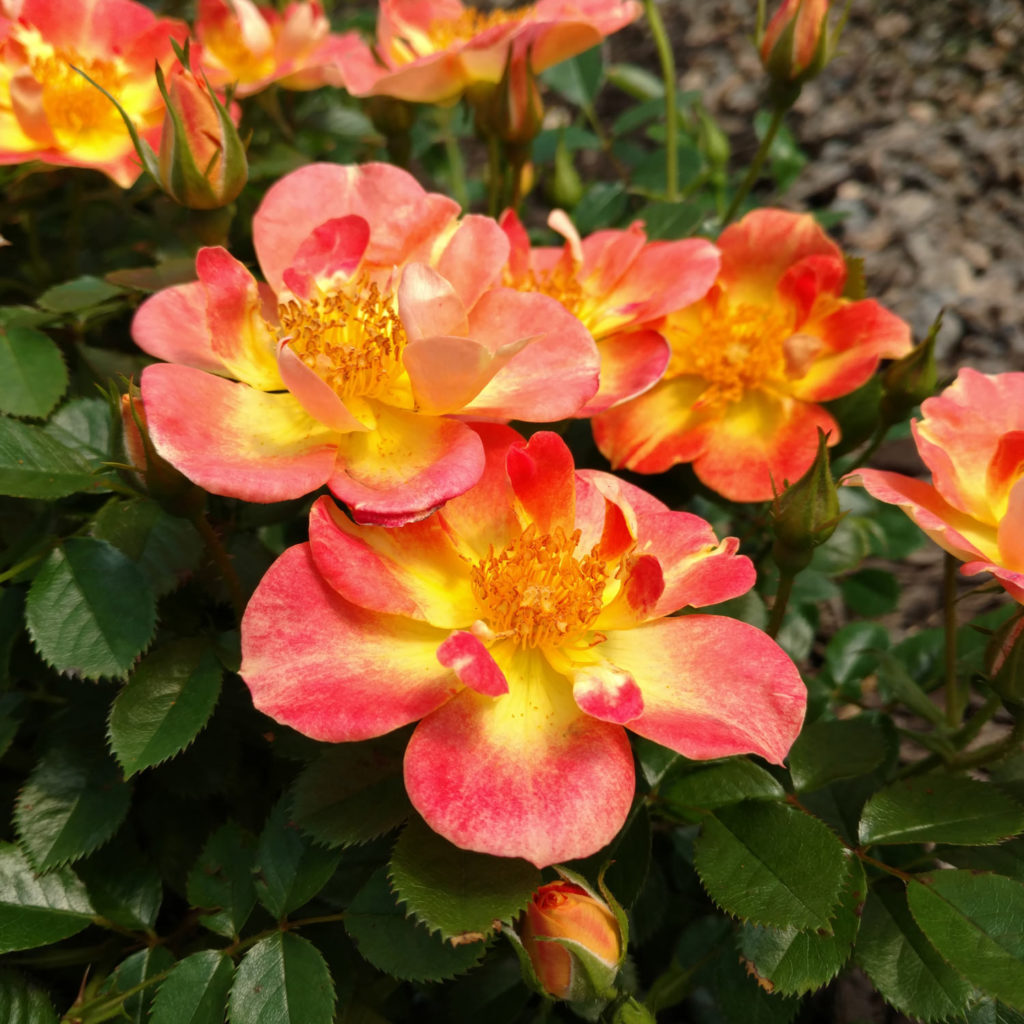 Rosa OSO EASY Paprika Buy Rose Shrubs Online