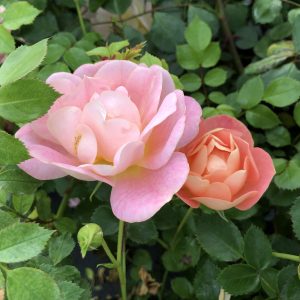 ROSA OSO EASY PEACHY CREAM ROSE LANDSCAPE