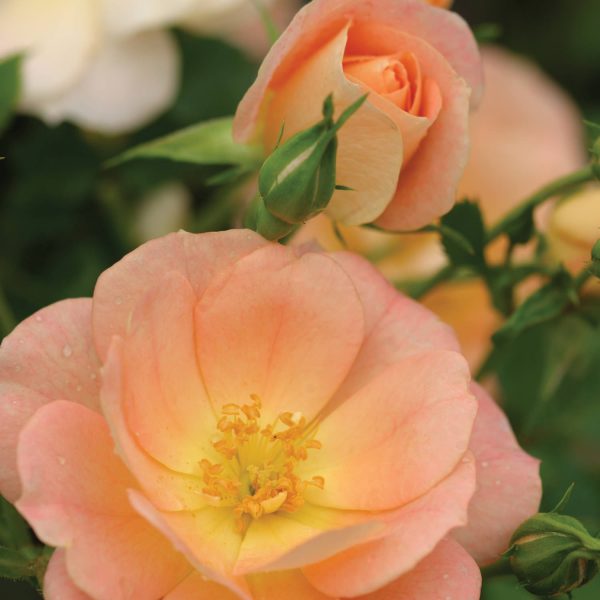 ROSA OSO EASY PEACHY CREAM ROSE LANDSCAPE