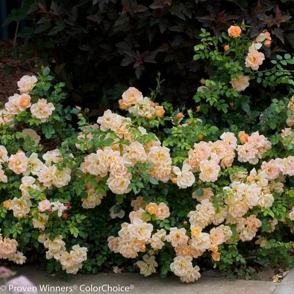 ROSA OSO EASY PEACHY CREAM ROSE LANDSCAPE