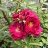 OSO EASY PEASY™ Rose