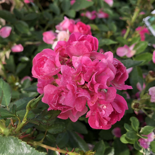 ROSA OSO EASY PEASY ROSE LANDSCAPE