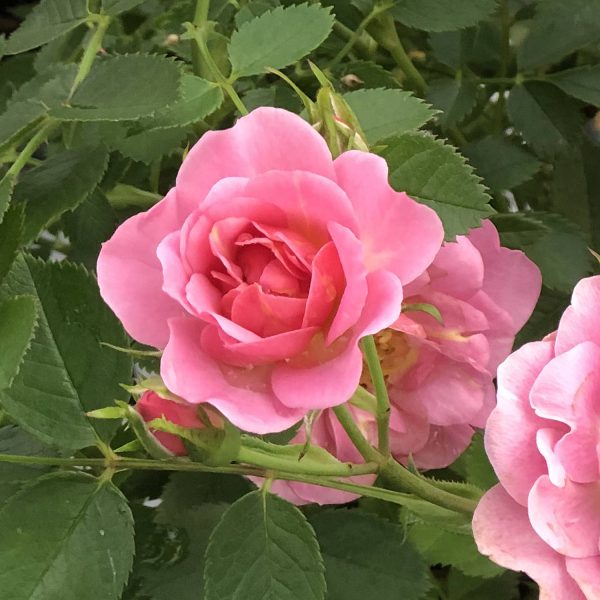 ROSA OSO EASY PETIT PINK ROSE LANDSCAPE