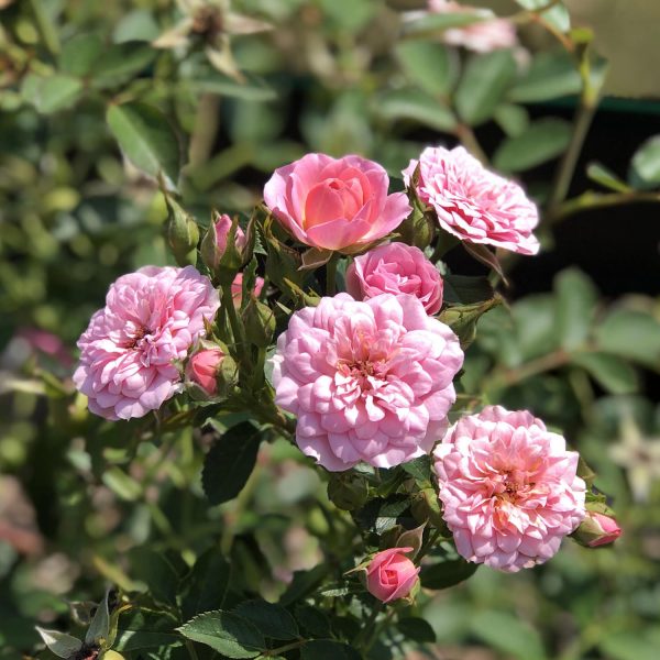 ROSA OSO EASY PETIT PINK ROSE LANDSCAPE