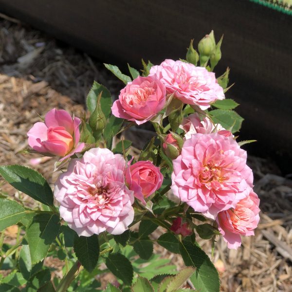 ROSA OSO EASY PETIT PINK ROSE LANDSCAPE