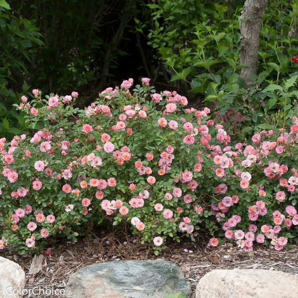 ROSA OSO EASY PETIT PINK ROSE LANDSCAPE