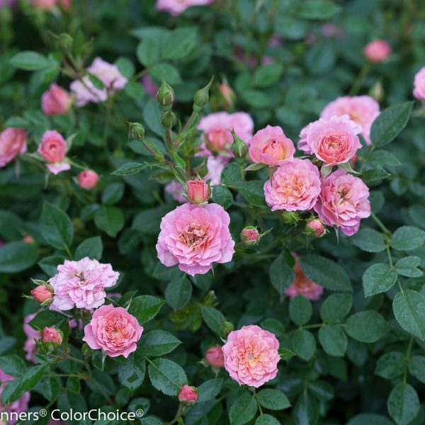 ROSA OSO EASY PETIT PINK ROSE LANDSCAPE