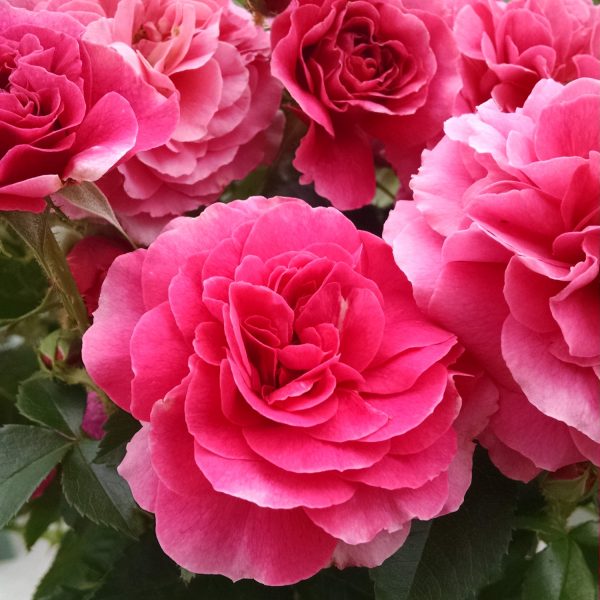 ROSA OSO EASY PINK CUPCAKE ROSE LANDSCAPE