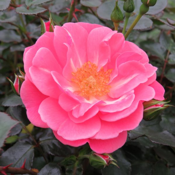 ROSA OSO EASY PINK CUPCAKE ROSE LANDSCAPE