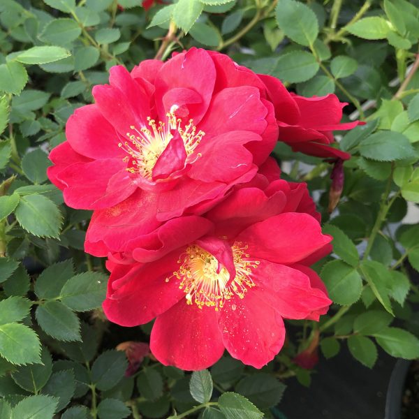 ROSA OSO EASY URBAN LEGEND ROSE LANDSCAPE