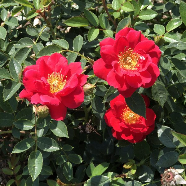 ROSA OSO EASY URBAN LEGEND ROSE LANDSCAPE