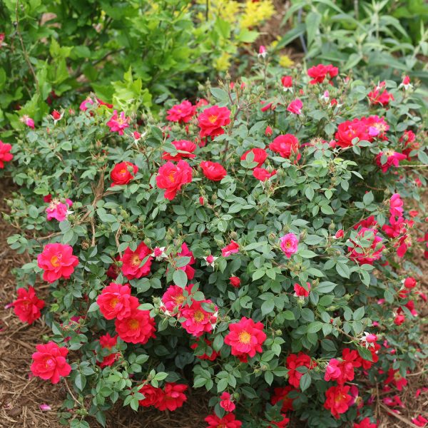 ROSA OSO EASY URBAN LEGEND ROSE LANDSCAPE