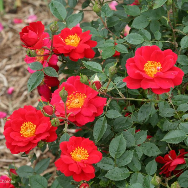 ROSA OSO EASY URBAN LEGEND ROSE LANDSCAPE