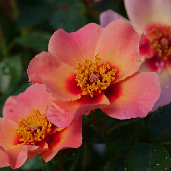 ROSA RINGO ALL STAR ROSE LANDSCAPE