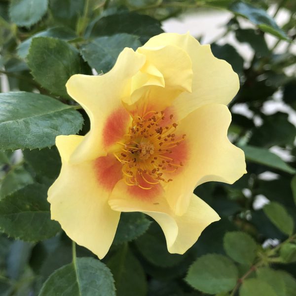 ROSA RINGO ROSE