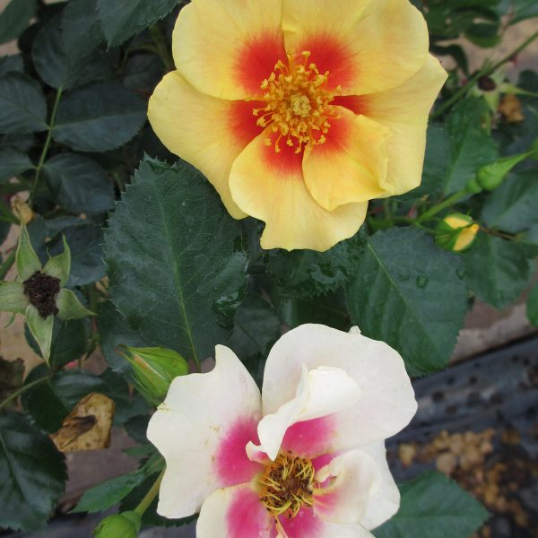 ROSA RINGO ROSE