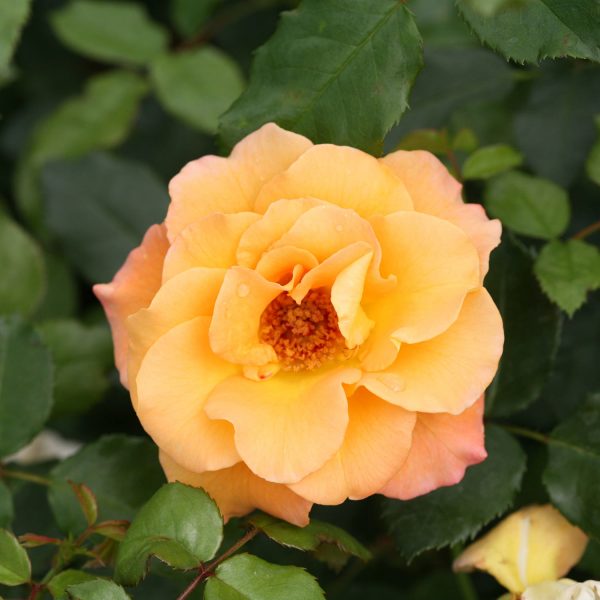 ROSA SUNORITA ROSE LANDSCAPE