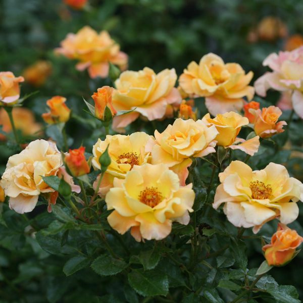 ROSA SUNORITA ROSE LANDSCAPE