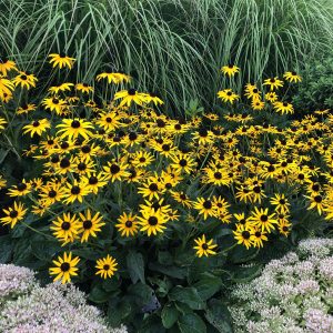 RUDBECKIA LITTLE GOLDSTAR BLACK EYED SUSAN