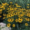 RUDBECKIA LITTLE GOLDSTAR BLACK EYED SUSAN