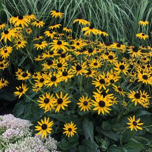 Rudbeckia - Black Eyed Susan