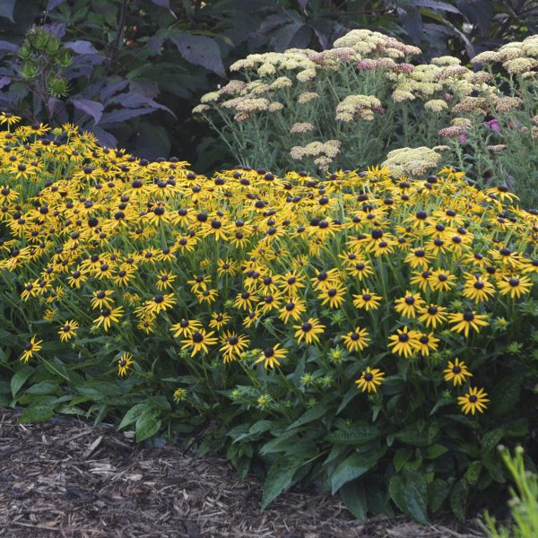 RUDBECKIA LITTLE GOLDSTAR BLACK EYED SUSAN