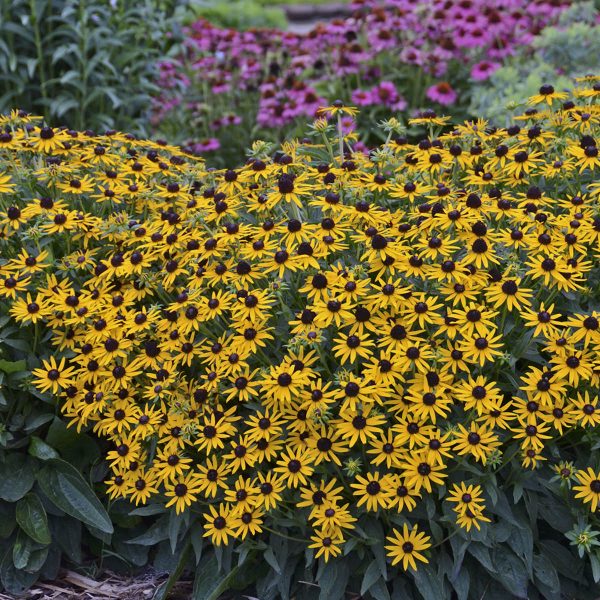 RUDBECKIA LITTLE GOLDSTAR BLACK EYED SUSAN